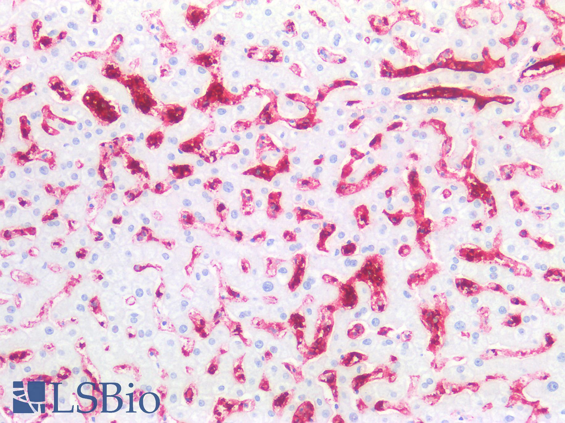 Blood Group A Antibody - Human Liver: Formalin-Fixed, Paraffin-Embedded (FFPE)
