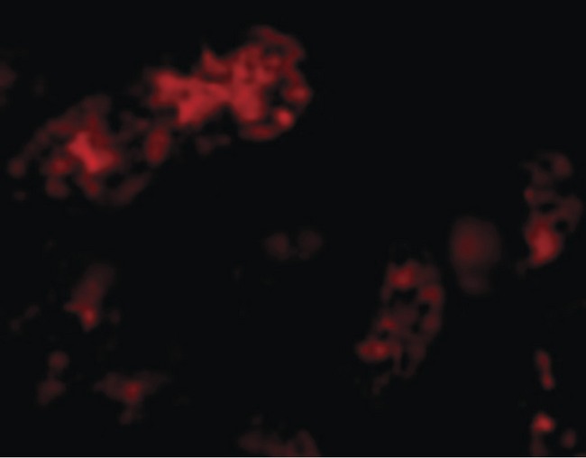 BMF Antibody - Immunofluorescence of Bmf in Human Kidney cells with Bmf antibody at 20 ug/ml.