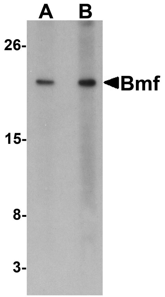 BMF Antibody - Western blot analysis of Bmf expression in HepG2 cell lysate with Bmf antibody at (A) 2.5 and (B) 5 ug/ml.