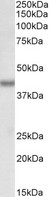 BMI1 / PCGF4 Antibody - BMI1 antibody (0.1 ug/ml) staining of K562 nuclear lysate (35 ug protein in RIPA buffer). Primary incubation was 1 hour. Detected by chemiluminescence.