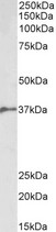 BMI1 / PCGF4 Antibody - Goat Anti-BMI1 (aa237-251) Antibody (2µg/ml) staining of Pig Bone Marrow lysate (35µg protein in RIPA buffer). Primary incubation was 1 hour. Detected by chemiluminescencence.