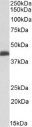 BMI1 / PCGF4 Antibody - BMI1 antibody (0.03 ug/ml) staining of K562 nuclear lysate (35 ug protein in RIPA buffer). Primary incubation was 1 hour. Detected by chemiluminescence.