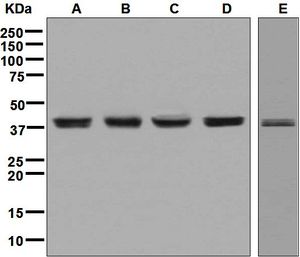 BMI1 / PCGF4 Antibody - Western blot analysis on (A) K562, (B) Saos-2, (C) SW480, (D) Molt-4, and (E) HT-1080 cell lysates using anti-BMI-1 antibody.
