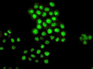BMI1 / PCGF4 Antibody - Immunofluorescent staining of SW480 cells using anti-BMI-1 antibody.