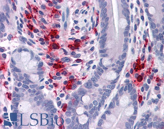 BMP15 Antibody - Anti-BMP15 antibody IHC of human small intestine. Immunohistochemistry of formalin-fixed, paraffin-embedded tissue after heat-induced antigen retrieval. Antibody concentration 5 ug/ml.