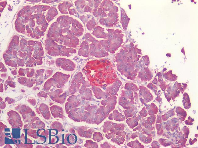 BMP4 Antibody - Human Pancreas: Formalin-Fixed, Paraffin-Embedded (FFPE)