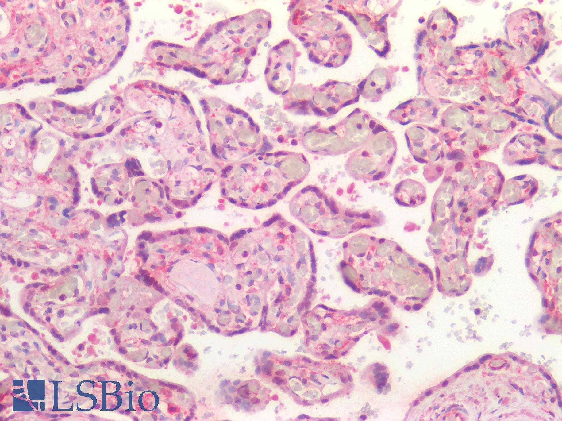 BMP4 Antibody - Human Placenta: Formalin-Fixed, Paraffin-Embedded (FFPE)