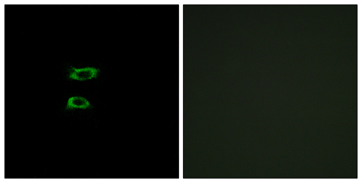 BMP8B Antibody - Immunofluorescence analysis of A549 cells, using BMP8A Antibody. The picture on the right is blocked with the synthesized peptide.