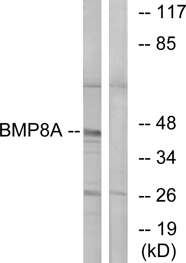BMP8B Antibody - Western blot analysis of lysates from COLO cells, using BMP8A Antibody. The lane on the right is blocked with the synthesized peptide.