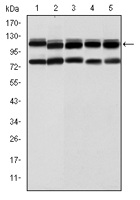 BMPR2 Antibody - Western blot using BMPR2 mouse monoclonal antibody against HeLa (1), A431 (2), NIH/3T3 (3), Cos7 (4) and PC-12 (5) cell lysate.