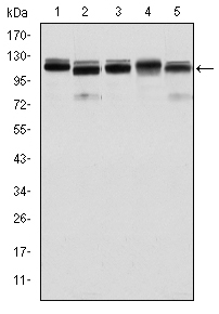 BMPR2 Antibody - Western blot using BMPR2 mouse monoclonal antibody against HeLa (1), A431 (2), NIH/3T3 (3), Cos7 (4) and PC-12 (5) cell lysate.