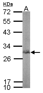 BPGM Antibody - Sample (50 ug of whole cell lysate). A: mouse spleen. 12% SDS PAGE. BPGM antibody diluted at 1:1000.