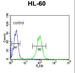 BPI Antibody - BPI Antibody flow cytometry of HL-60 cells (right histogram) compared to a negative control cell (left histogram). FITC-conjugated goat-anti-rabbit secondary antibodies were used for the analysis.