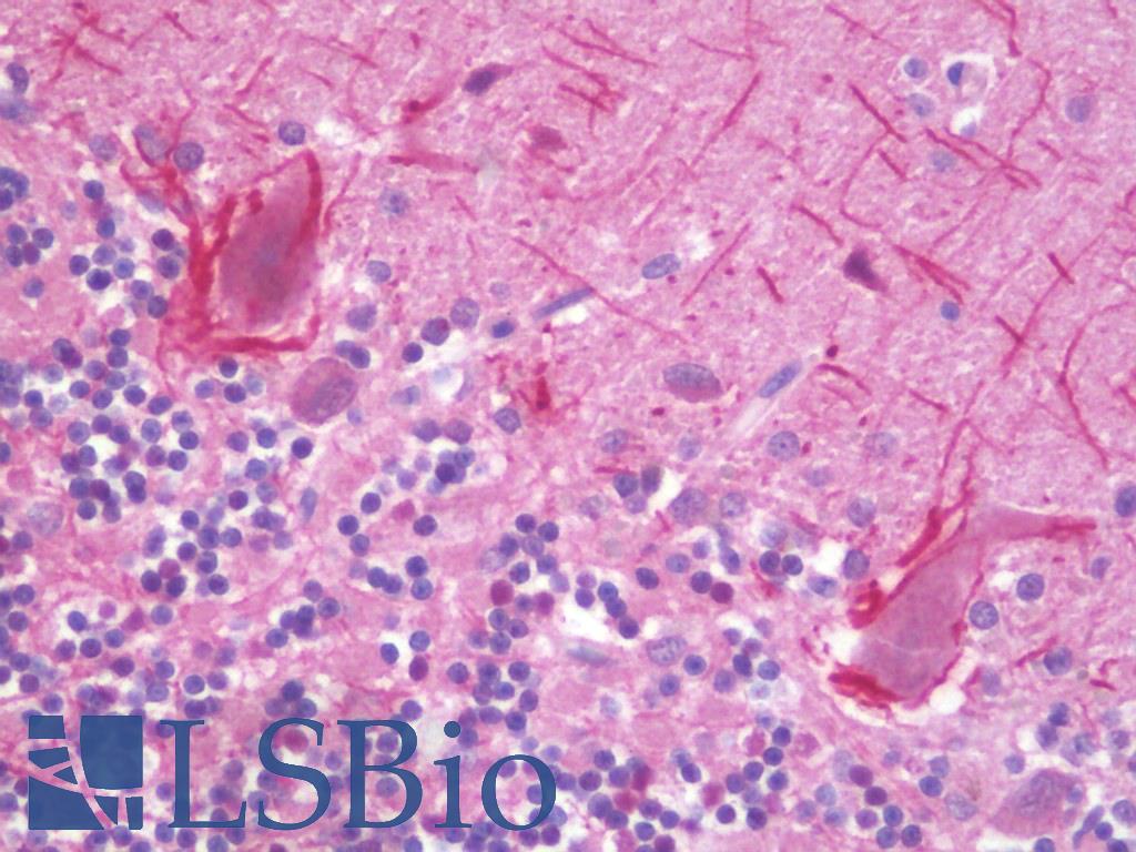 BPIFA2 / SPLUNC2 Antibody - Anti-BPIFA2 / SPLUNC2 antibody IHC staining of human brain, cerebellum. Immunohistochemistry of formalin-fixed, paraffin-embedded tissue after heat-induced antigen retrieval.