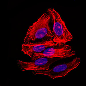 BPIFA2 / SPLUNC2 Antibody - Immunofluorescence of HepG2 cells. Blue: DRAQ5 fluorescent DNA dye. Red: Actin filaments have been labeled with Alexa Fluor-555 phalloidin.
