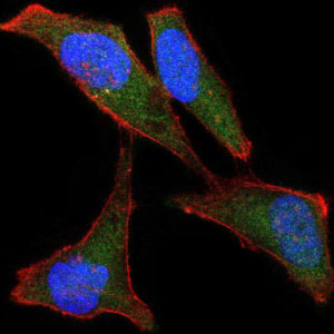 BPIFB1 Antibody - Immunofluorescence of HeLa cells using LPlunc1 mouse monoclonal antibody (green). Blue: DRAQ5 fluorescent DNA dye. Red: Actin filaments have been labeled with Alexa Fluor-555 phalloidin.