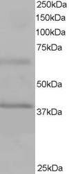 BPOZ / ABTB1 Antibody - Antibody staining (1 ug/ml) of Human Heart lysate (RIPA buffer, 35 ug total protein per lane). Primary incubated for 1 hour. Detected by Western blot of chemiluminescence.