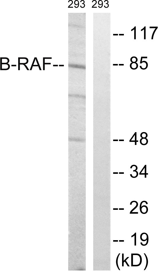 BRAF / B-Raf Antibody - Western blot analysis of lysates from 293 cells, treated with insulin 0.01U/ml 15', using B-RAF Antibody. The lane on the right is blocked with the synthesized peptide.