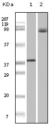 BRAF / B-Raf Antibody - Western blot using BRAF mouse monoclonal antibody against truncated recombinant BRAF (1) and A431 cell lysate (2).