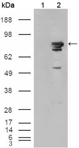 BRAF / B-Raf Antibody - Western blot using BRAF mouse monoclonal antibody against HEK293T cells transfected with the pCMV6-ENTRY control (1) and pCMV6-ENTRY BRAF cDNA (2).