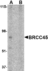 BRCC45 / BRE Antibody - Western blot of TRIM25 in HeLa cell lysate in (A) the absence and (B) absence of blocking peptide with TRIM25 antibody at 1 ug/ml.