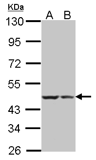 BRCC45 / BRE Antibody - Sample(30 g of whole cell lysate). A: HeLa S3. B: Hep G2. 7.5% SDS PAGE. BRE antibody diluted at 1:500.