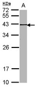 BRCC45 / BRE Antibody - Sample (30 ug of whole cell lysate). A: NIH-3T3. 12% SDS PAGE. BRE antibody. BRE antibody diluted at 1:1000. 