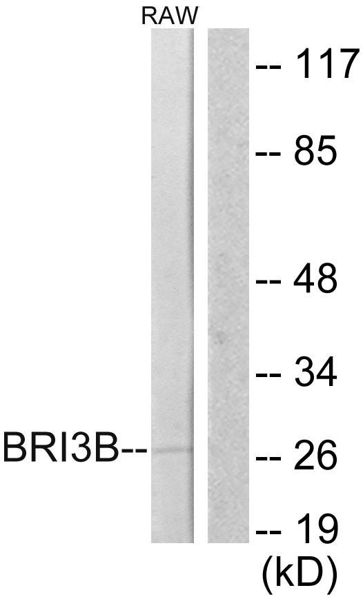 BRI3BP Antibody - Western blot analysis of lysates from RAW264.7 cells, using BRI3B Antibody. The lane on the right is blocked with the synthesized peptide.