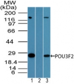 BRN2 / POU3F2 Antibody - Western blot of POU3F2 in human Jurkat cell lysate in the 1) absence, 2) presence of immunizing peptide and 3) mouse NIH 3T3 cell lysate in absence of immunizing peptide using BRN2 / POU3F2 Antibody at 3 ug/ml. Goat anti-rabbit Ig HRP secondary antibody, and PicoTect ECL substrate solution, were used for this test.