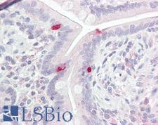 BRN2 / POU3F2 Antibody - Anti-BRN2 / POU3F2 antibody IHC of human small intestine. Immunohistochemistry of formalin-fixed, paraffin-embedded tissue after heat-induced antigen retrieval. Antibody dilution 5-10 ug/ml.