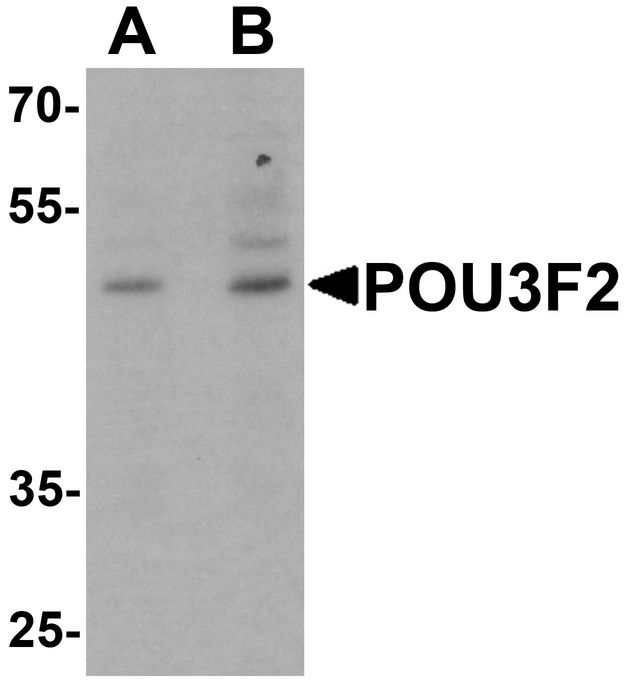 BRN2 / POU3F2 Antibody - Western blot analysis of POU3F2 in 3T3 cell lysate with POU3F2 antibody at (A) 1 and (B) 2 ug/ml.