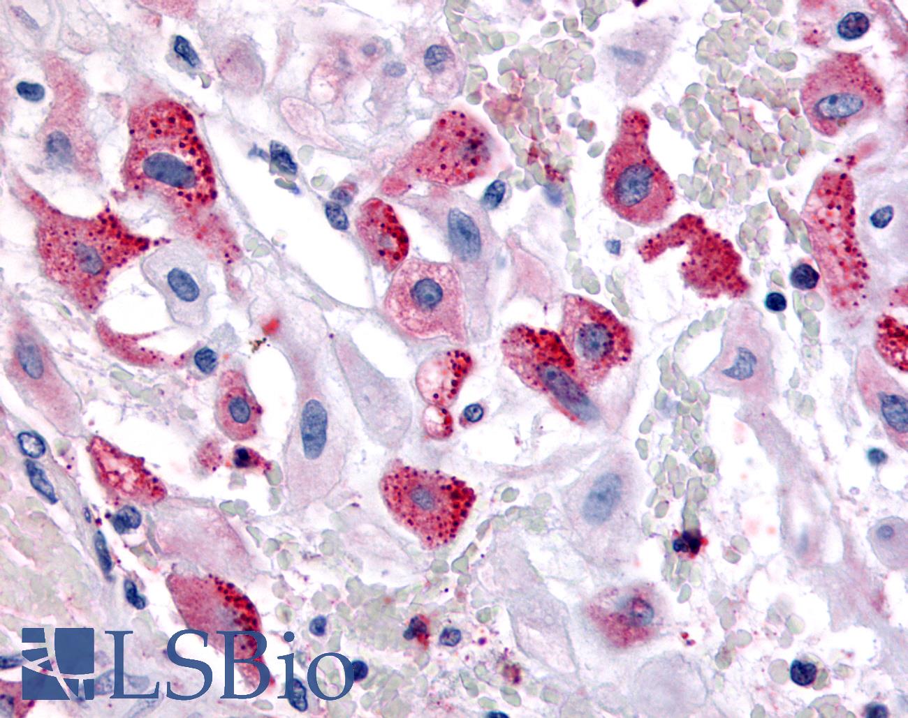 BRS3 Antibody - Anti-BRS3 antibody IHC of human uterus, pregnant. Immunohistochemistry of formalin-fixed, paraffin-embedded tissue after heat-induced antigen retrieval.
