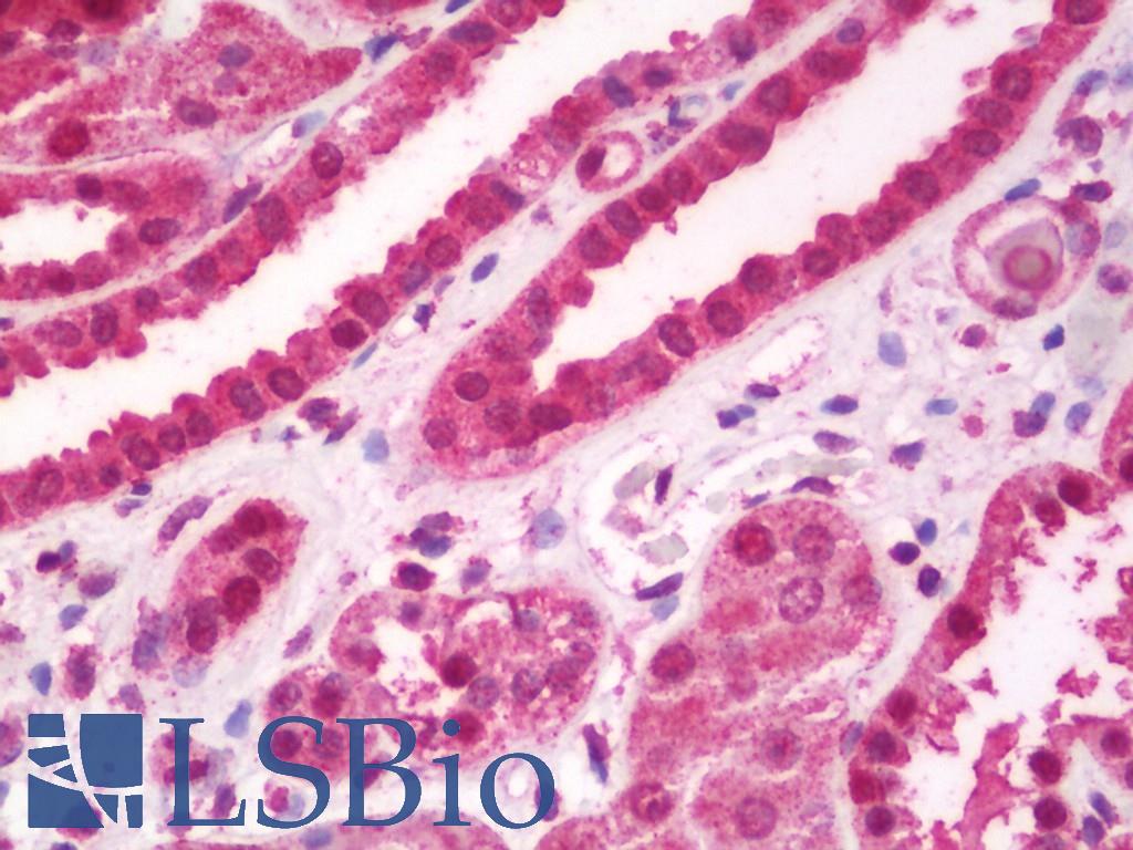 BSAC / MKL1 Antibody - Anti-BSAC / MKL1 antibody IHC staining of human kidney. Immunohistochemistry of formalin-fixed, paraffin-embedded tissue after heat-induced antigen retrieval. Antibody dilution 1:100.