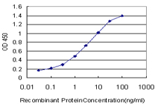 BTEB / KLF9 Antibody - Detection limit for recombinant GST tagged KLF9 is approximately 0.03 ng/ml as a capture antibody.