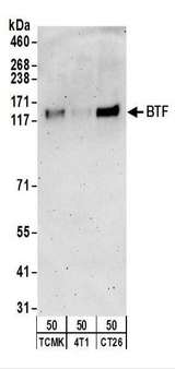 BTF / BCLAF1 Antibody - Detection of Mouse BTF by Western Blot. Samples: Whole cell lysate (50 ug) from TCMK-1, 4T1, and CT26.WT cells. Antibodies: Affinity purified rabbit anti-BTF antibody used for WB at 0.1 ug/ml. Detection: Chemiluminescence with an exposure time of 3 minutes.
