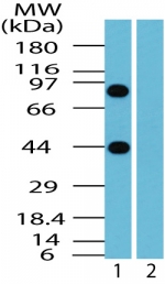 BTF / BCLAF1 Antibody - Western blot of human BCLAF1 in Jurkat cell lysate in the 1) absence and 2) presence of immunizing peptide using antibody at 0.5 ug/ml.