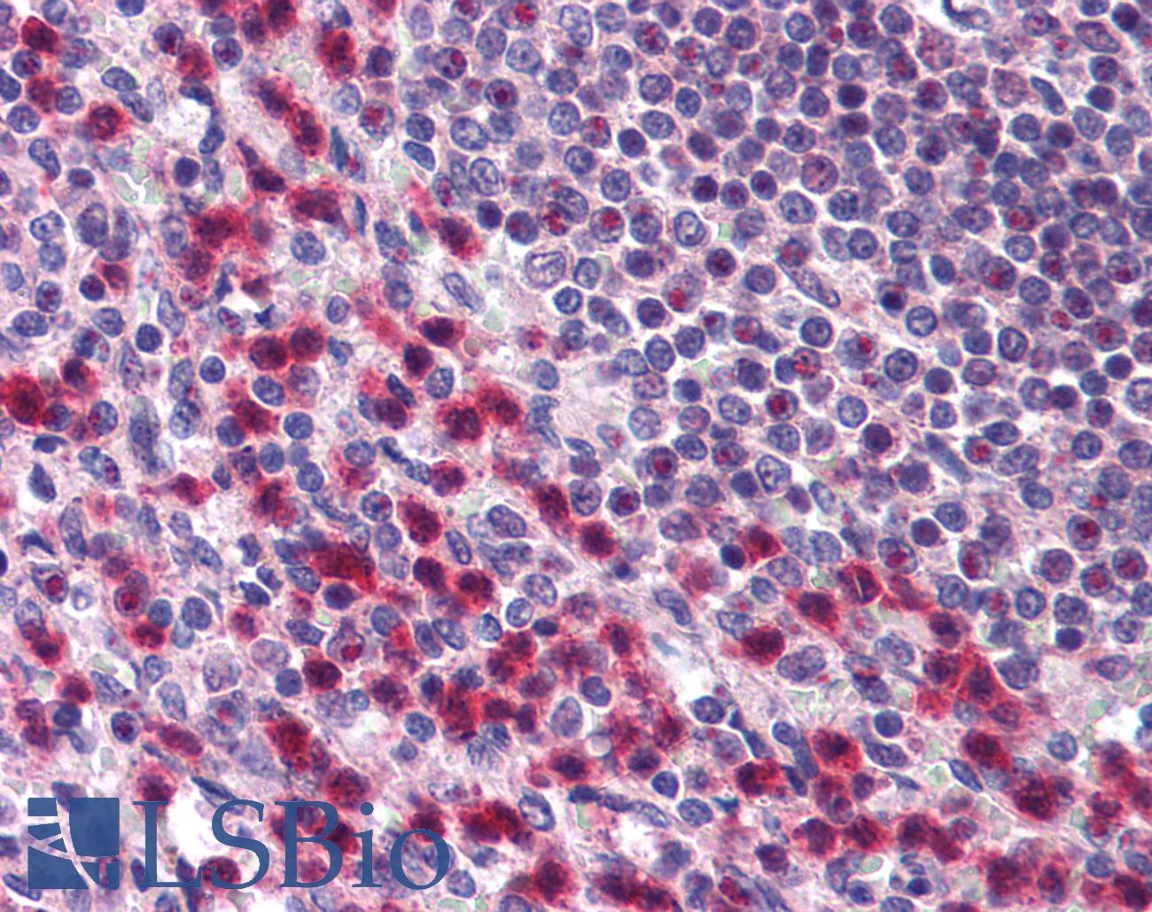 BTF / BCLAF1 Antibody - Anti-BCLAF1 / BTF antibody IHC of human spleen. Immunohistochemistry of formalin-fixed, paraffin-embedded tissue after heat-induced antigen retrieval. Antibody concentration 10 ug/ml.