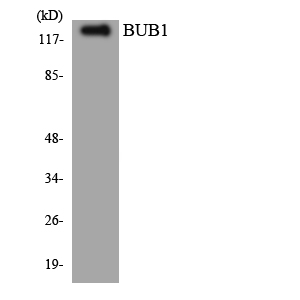BUB1 Antibody - Western blot analysis of the lysates from HUVECcells using BUB1 antibody.