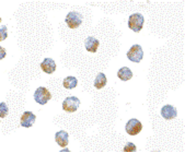BUB1 Antibody - Immunocytochemistry of Bub1 in A20 cells with Bub1 antibody at 10 ug/ml.