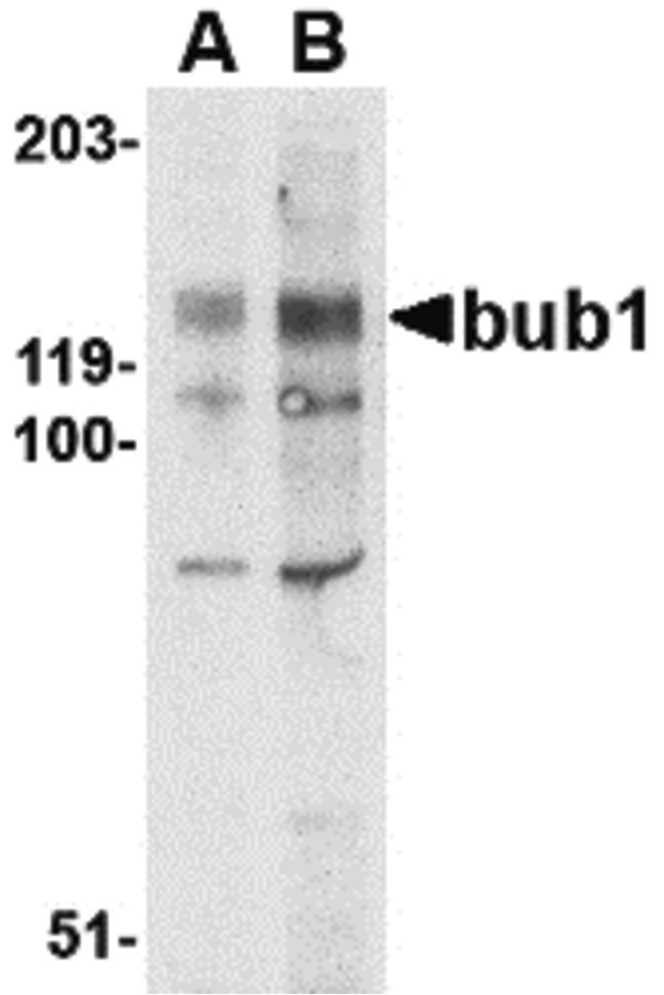 BUB1 Antibody - Western blot of bub1 in A-20 lysate with bub1 antibody at (A) 2 and (B) 4 ug/ml.