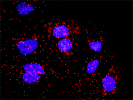 BUB1B / BubR1 Antibody - Proximity Ligation Analysis (PLA) of protein-protein interactions between CDC20 and BUB1B. HeLa cells were stained with anti-CDC20 rabbit purified polyclonal 1:1200 and anti-BUB1B mouse monoclonal antibody 1:50. Signals were detected by Duolink 30 Detection.