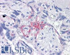 BUB1B / BubR1 Antibody - Anti-BUB1B / BubR1 antibody IHC of human placenta. Immunohistochemistry of formalin-fixed, paraffin-embedded tissue after heat-induced antigen retrieval. Antibody concentration 5 ug/ml.