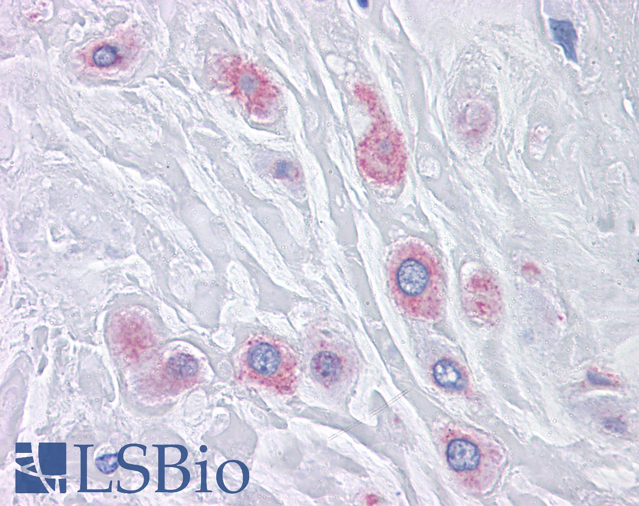 BUB1B / BubR1 Antibody - Anti-BUB1B / BubR1 antibody IHC of human placenta. Immunohistochemistry of formalin-fixed, paraffin-embedded tissue after heat-induced antigen retrieval. Antibody concentration 10 ug/ml.
