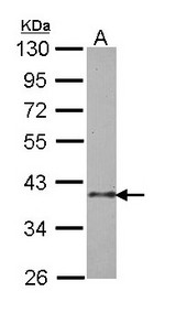 BUB3 Antibody - Sample (30 ug of whole cell lysate). A: H1299. 10% SDS PAGE. BUB3 antibody diluted at 1:1000. 