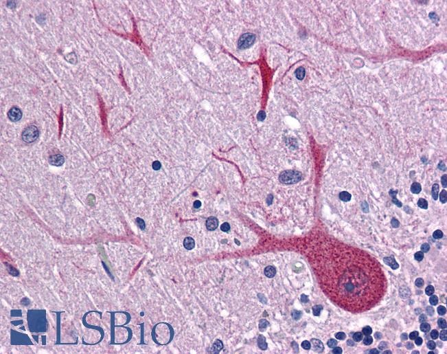 BUB3 Antibody - Anti-BUB3 antibody IHC of human brain, cerebellum. Immunohistochemistry of formalin-fixed, paraffin-embedded tissue after heat-induced antigen retrieval. Antibody concentration 10 ug/ml.