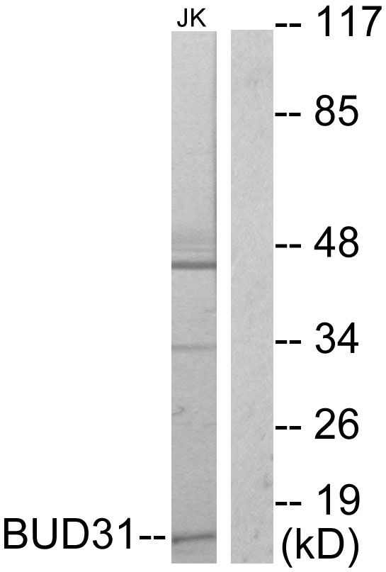 BUD31 Antibody - Western blot analysis of lysates from Jurkat cells, using BUD31 Antibody. The lane on the right is blocked with the synthesized peptide.