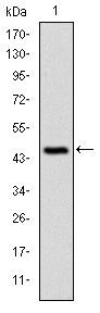 c-CBL Antibody - Western blot using C-CBL monoclonal antibody against human C-CBL (AA: 684-865) recombinant protein. (Expected MW is 44.9 kDa)