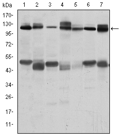 c-CBL Antibody - Western blot using C-CBL mouse monoclonal antibody against RAJI (1), RAW264.7 (2), K562 (3), SKBR-3 (4), 3T3-L1 (5), THP-1 (6) and PC-12 (7) cell lysate.