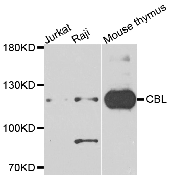 c-CBL Antibody - Western blot blot of extracts of various cells, using CBL antibody.