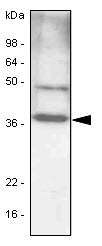 C/EBP Beta / CEBPB Antibody - NIH 3T3 cell lysates(30 ug) were resolved by SDS-PAGE, transferred to PVDF membrane and probed with anti-human C/EBP-beta antibody (1:1000). Protein was visualized using a goat anti-mouse secondary antibody conjugated to HRP and an ECL detection system.